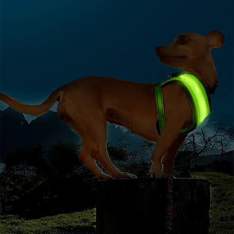 Premium LED Dog Harness – USB Rechargeable Light-Up Safety Vest